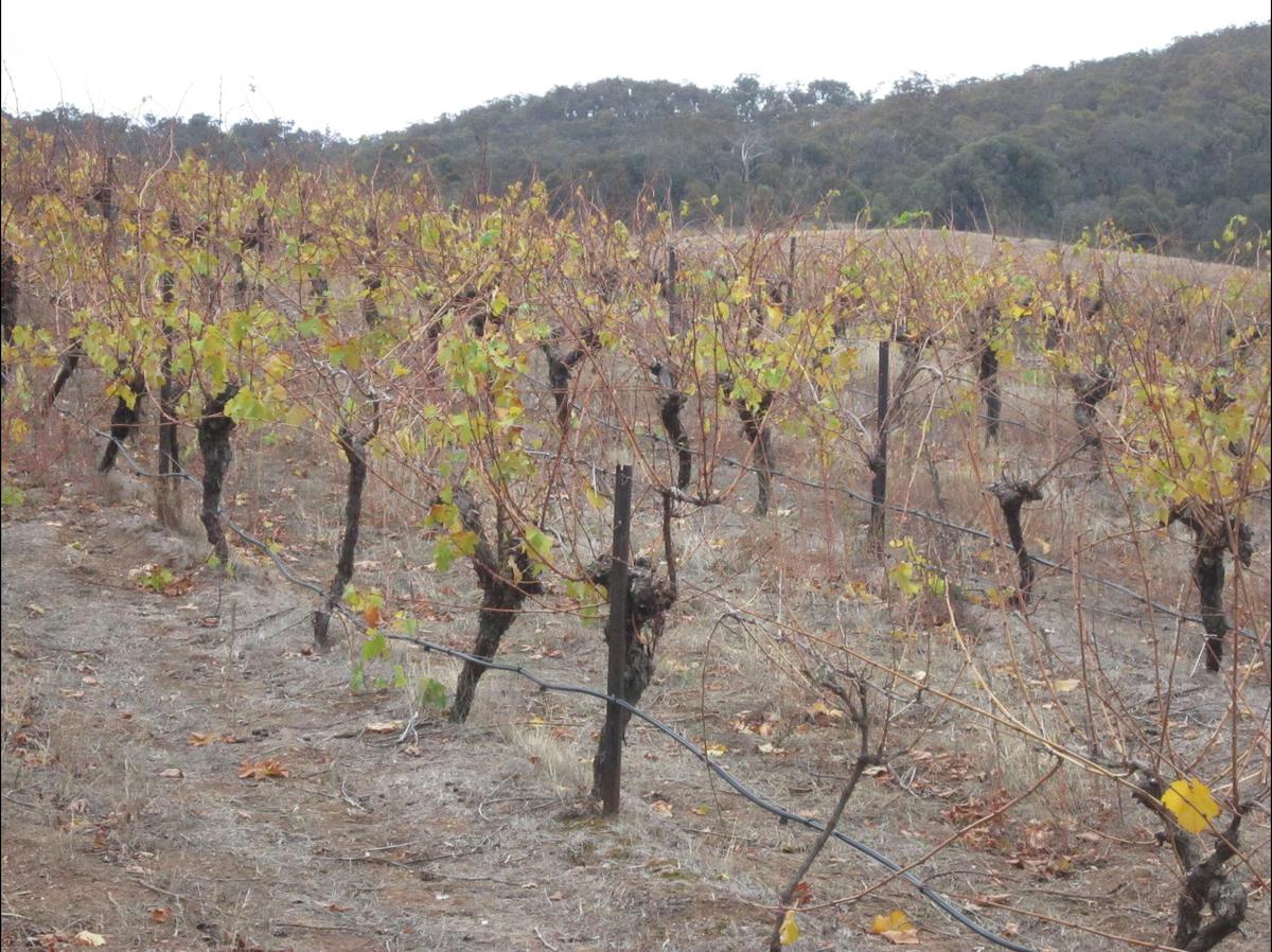 Autumn vineyard - PYRENEES WINE REGION