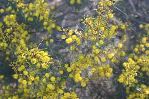 Willowa Wattle Little Desert National Park
