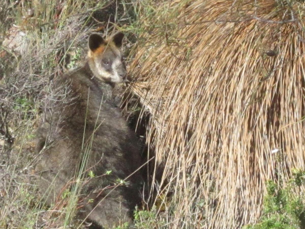 Nocturnal Wildlife Tour