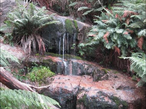 Ferns waterfall, Mount Buangor State Park - GRAMPIANS