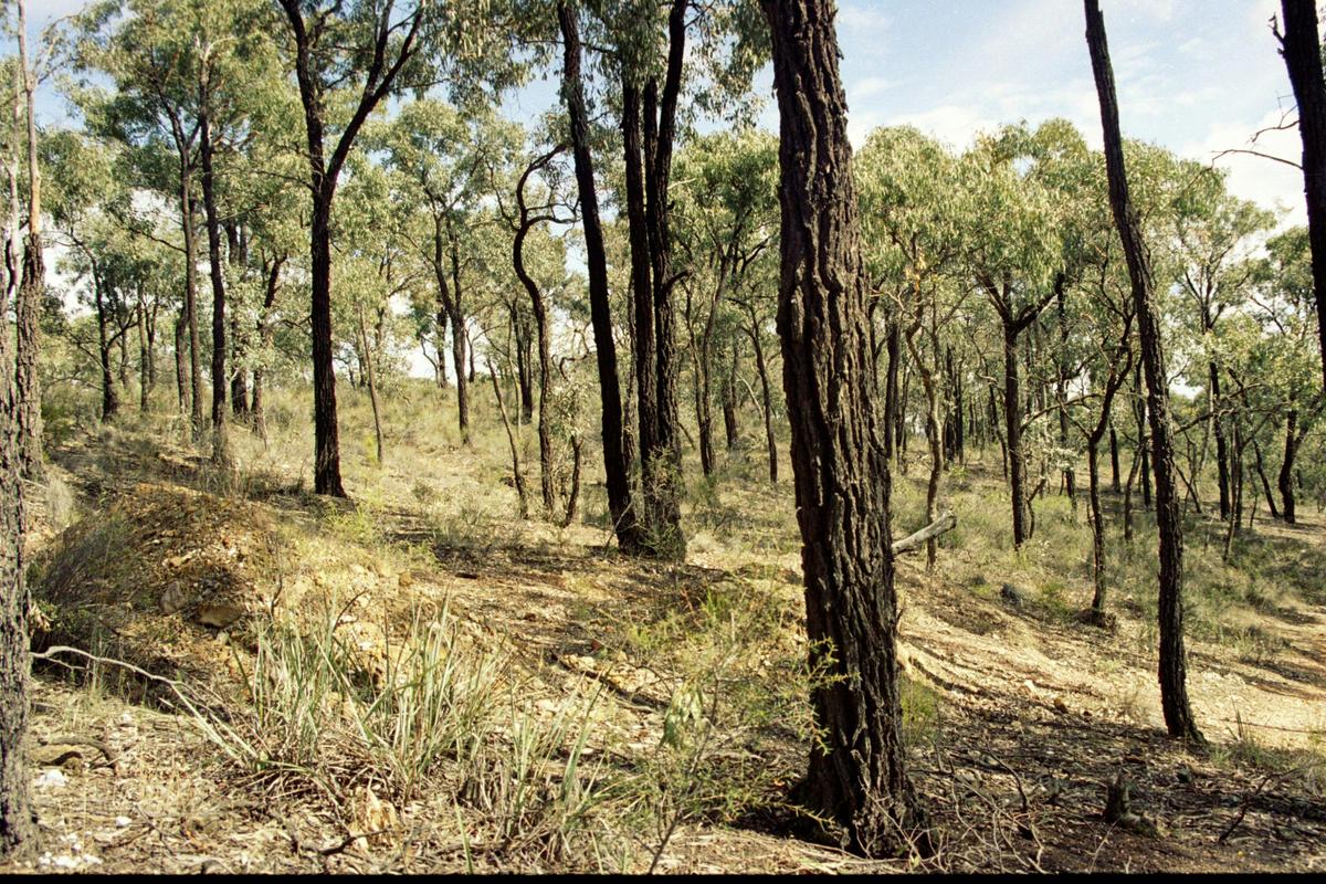 Box-Ironbark forest, BENDIGO - Goldfields