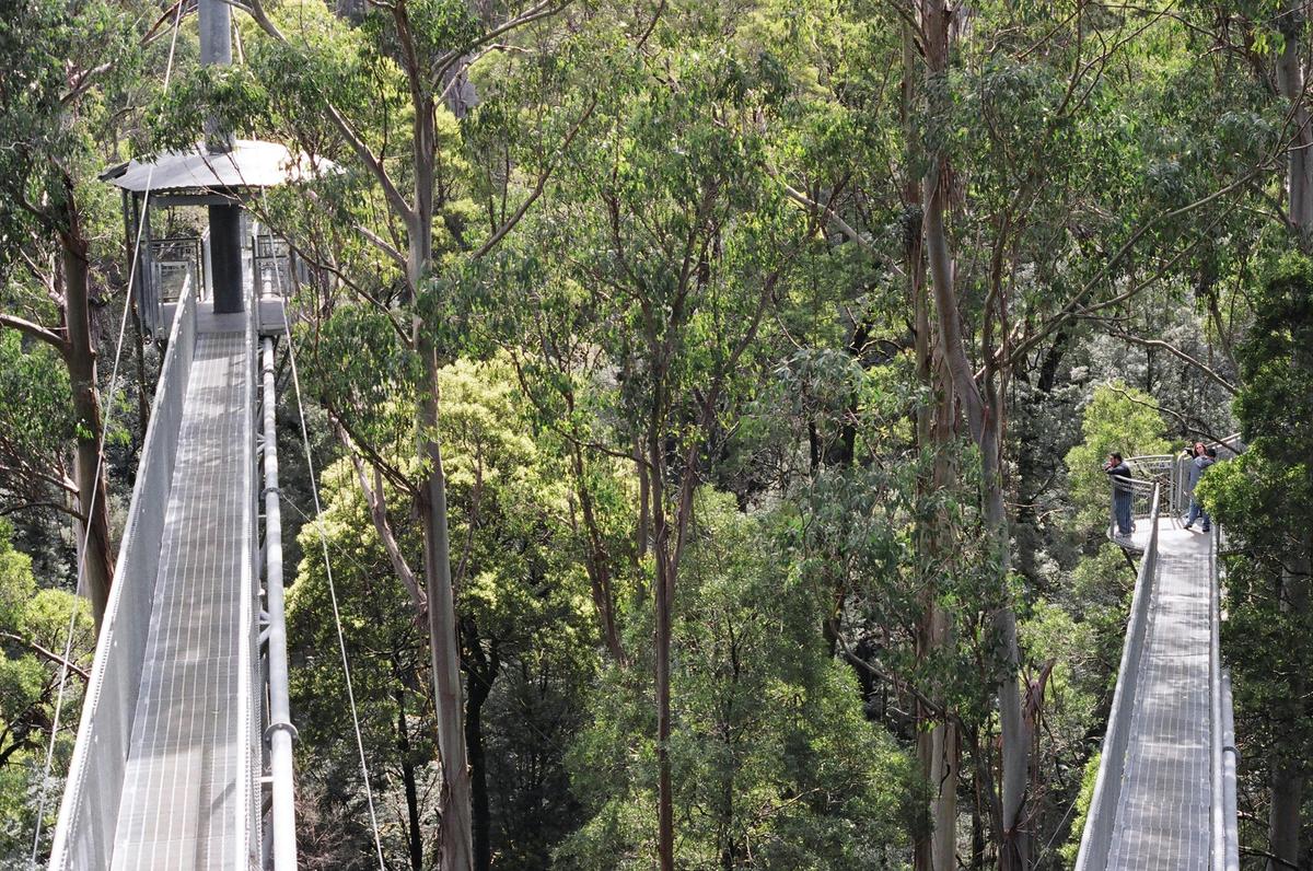 Otway Fly Treewalk