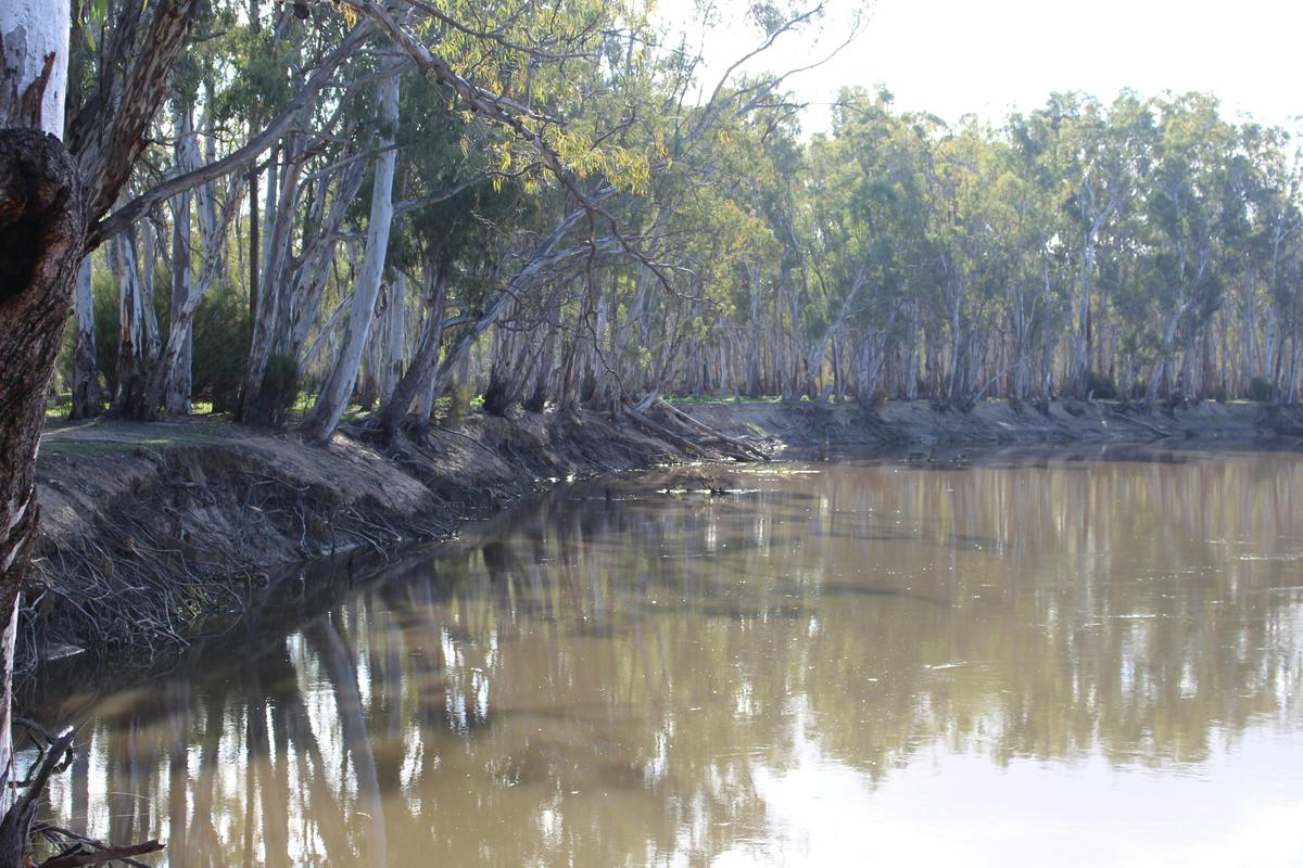 The Murray region, the Murray River flowing through the Gunbower National Park.