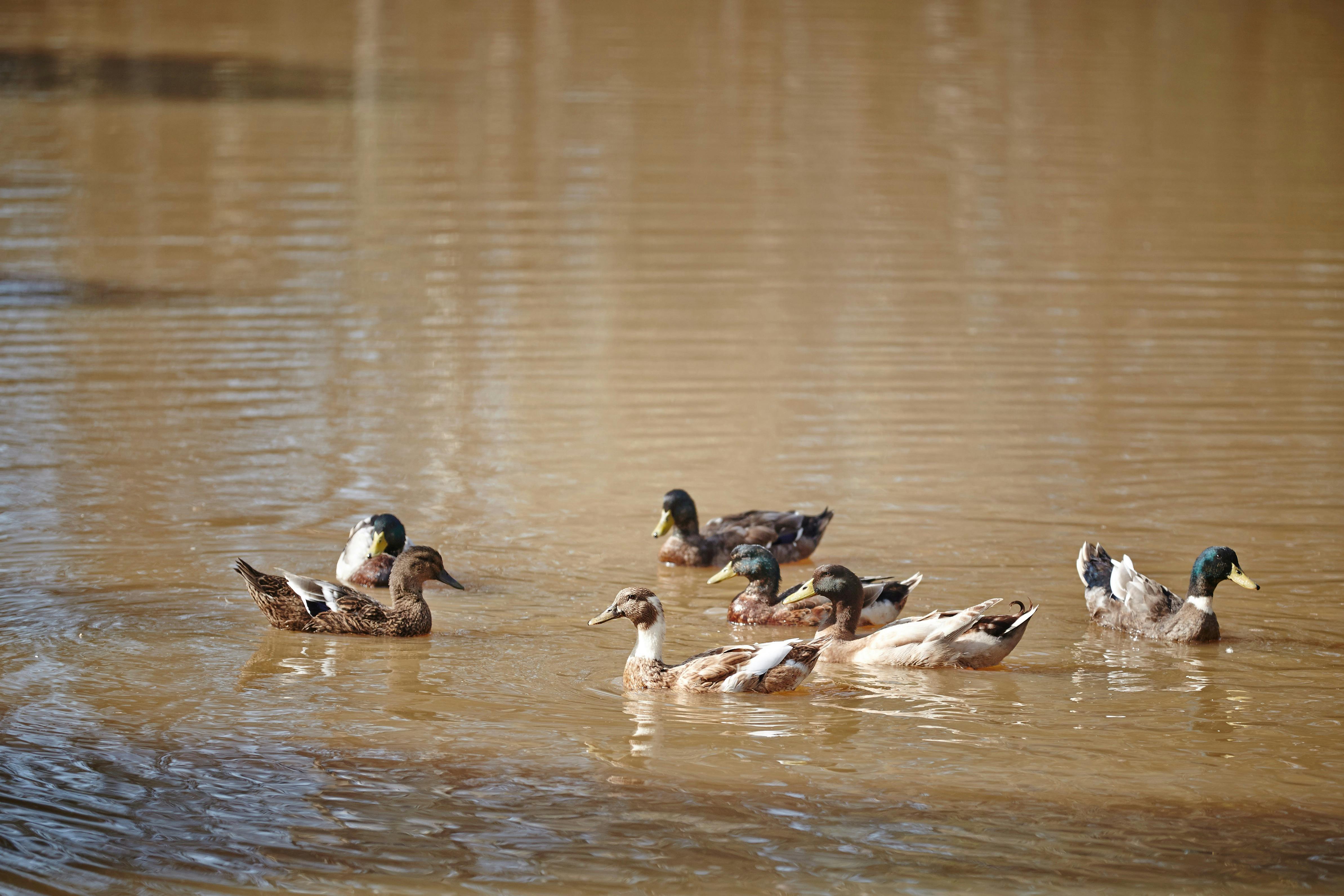 ducks at Fosters Lake Glenrowan