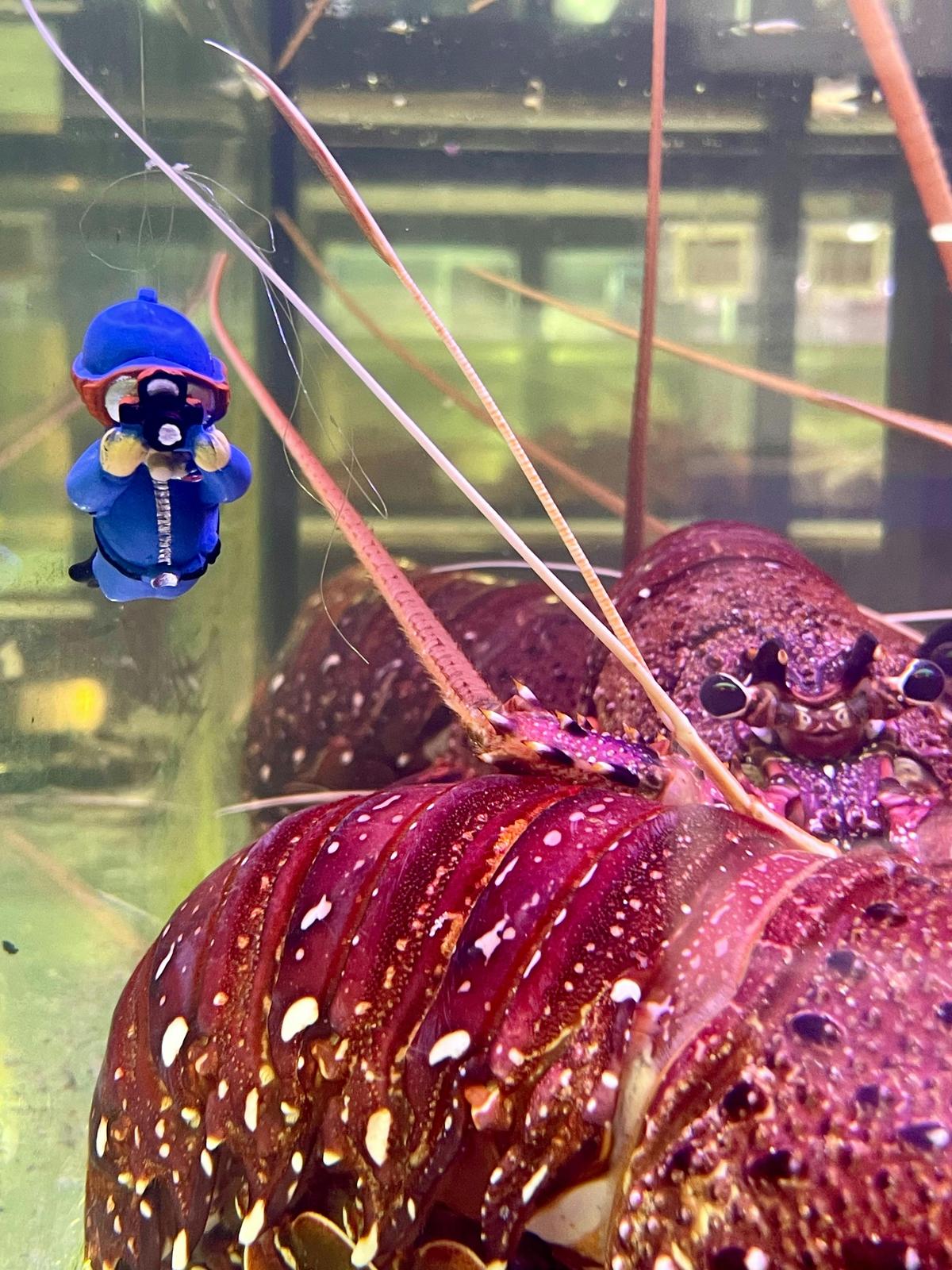 Looking a photo of the Lobsters