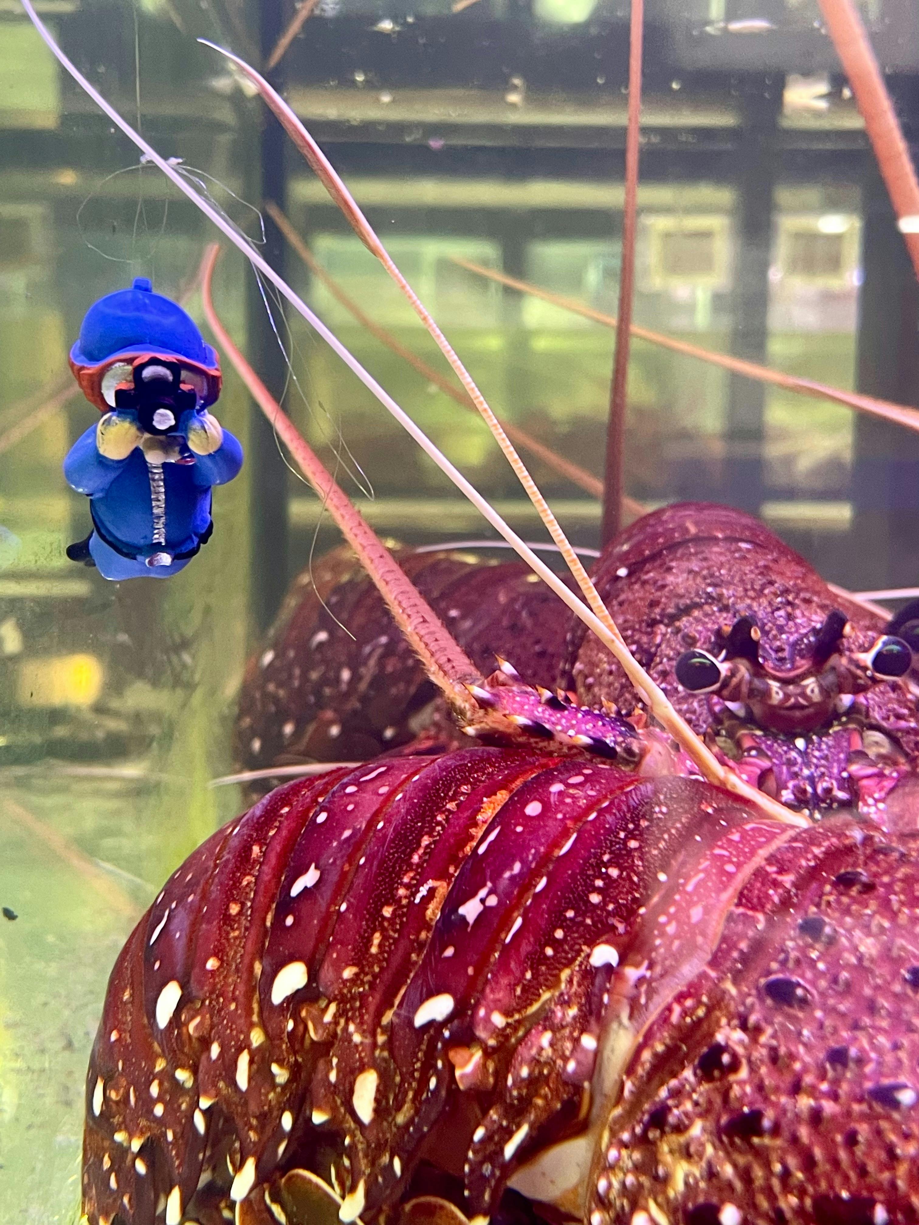 Looking a photo of the Lobsters