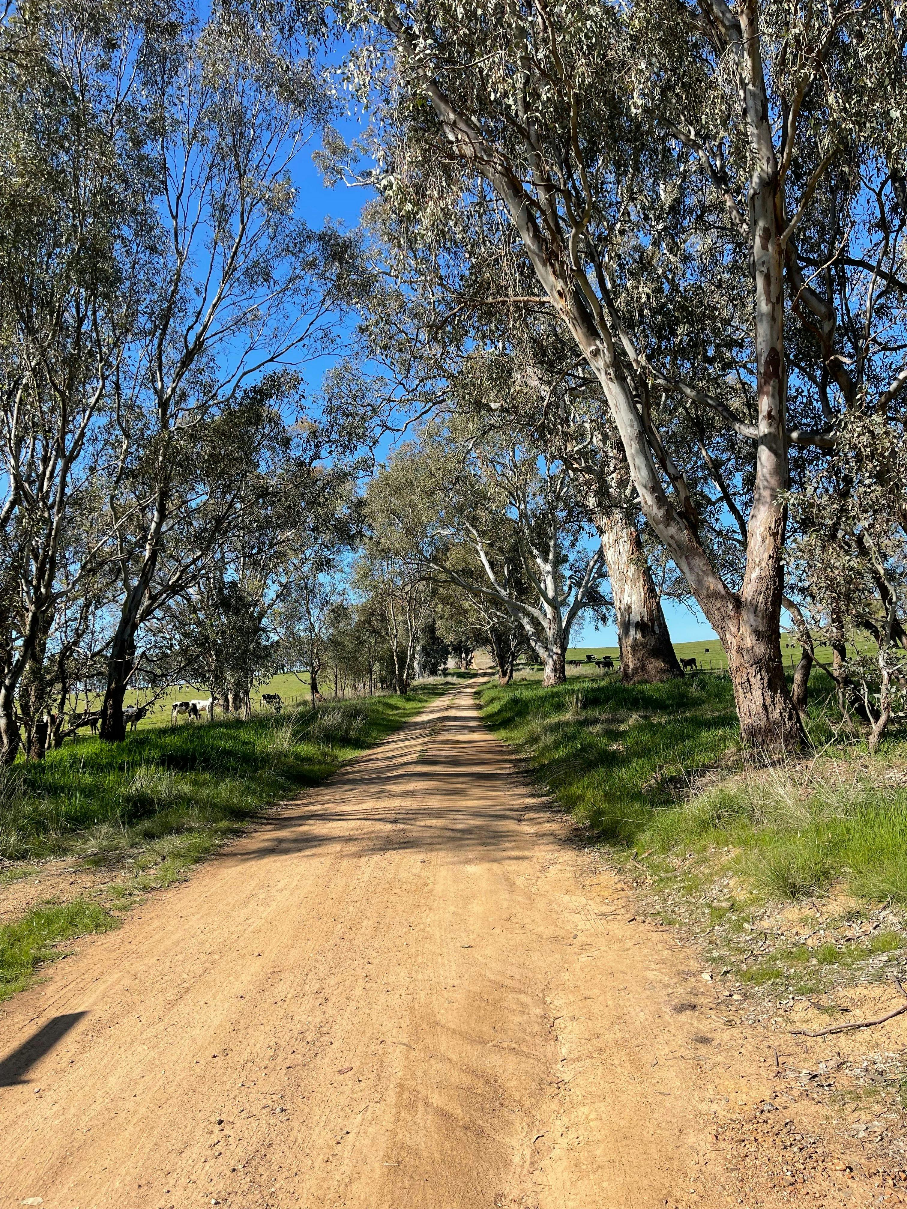 Gravel Road going through farming country