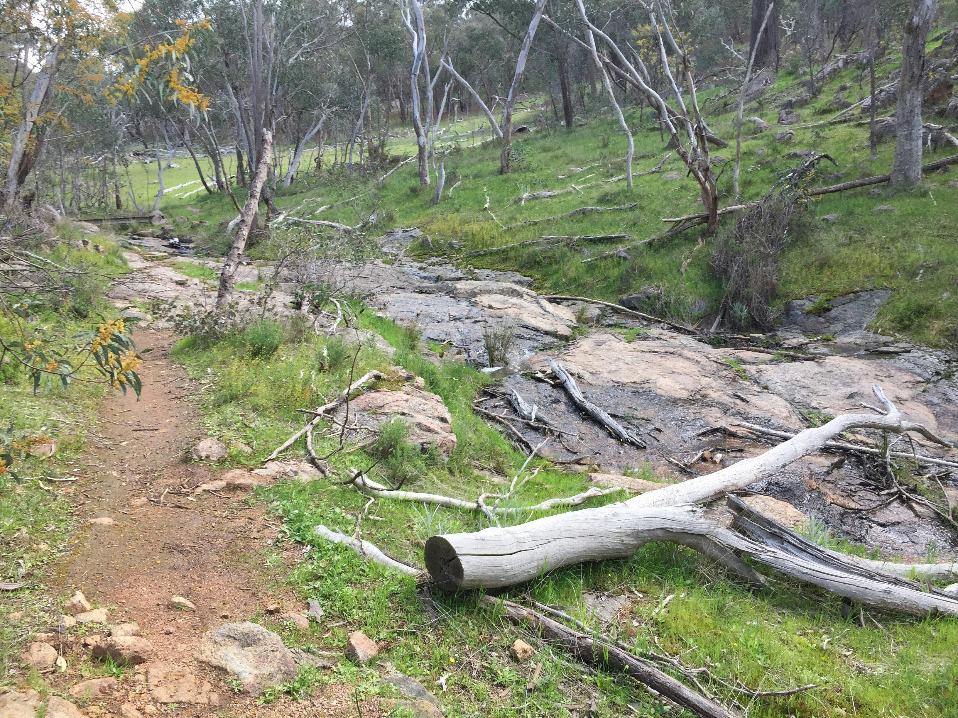 Walking track in Warby Ovens National Park