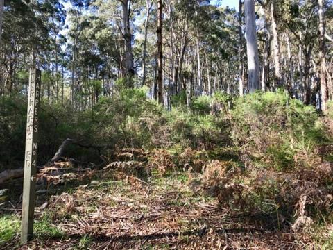 Flora and signpost along the Golden Mountain walking trail