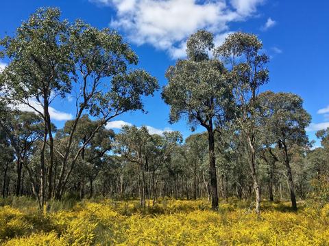 Greater Bendigo National Park