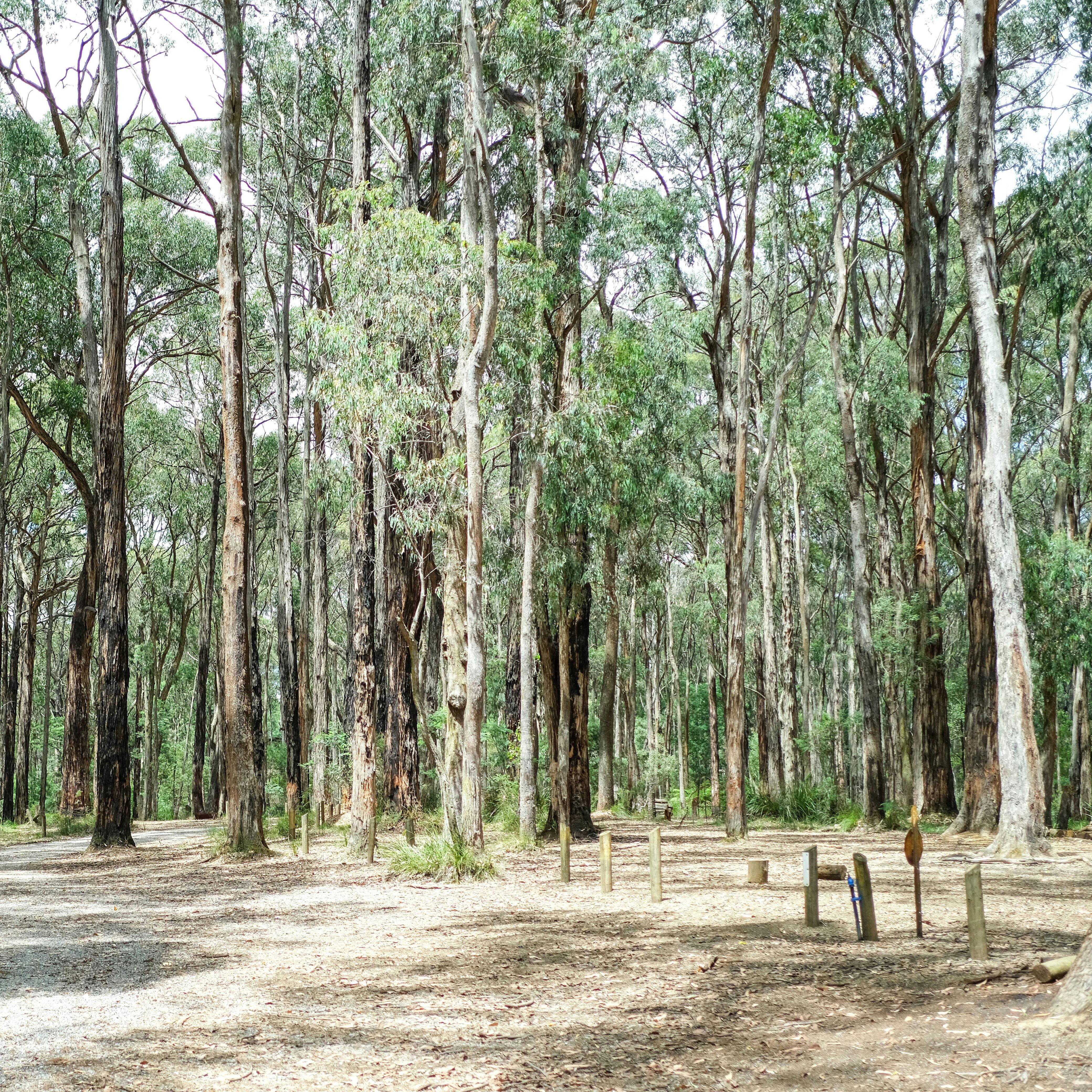 Gilwell Park Bushland