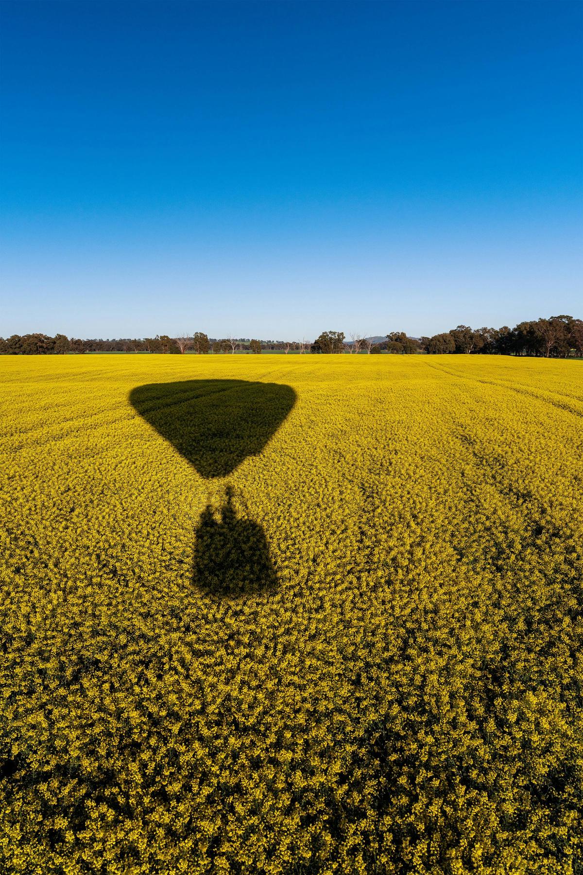 Balloon shadow over canola at low level