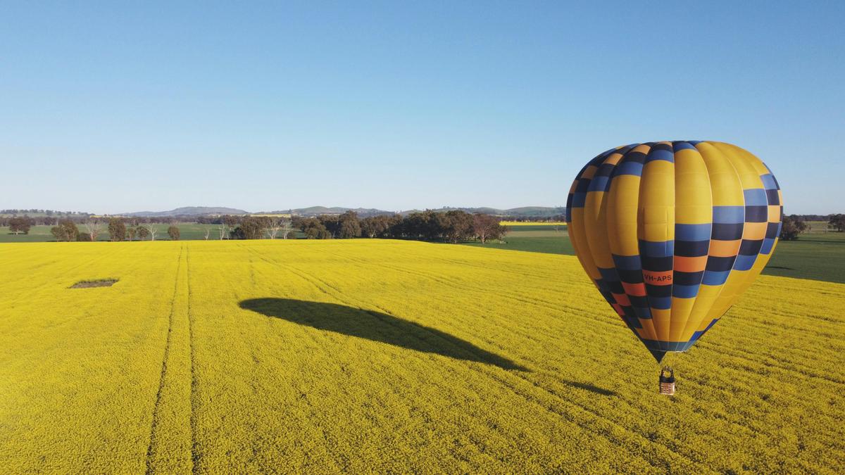 Balloon and shadow over canola field