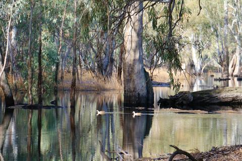 Gunbower National Park