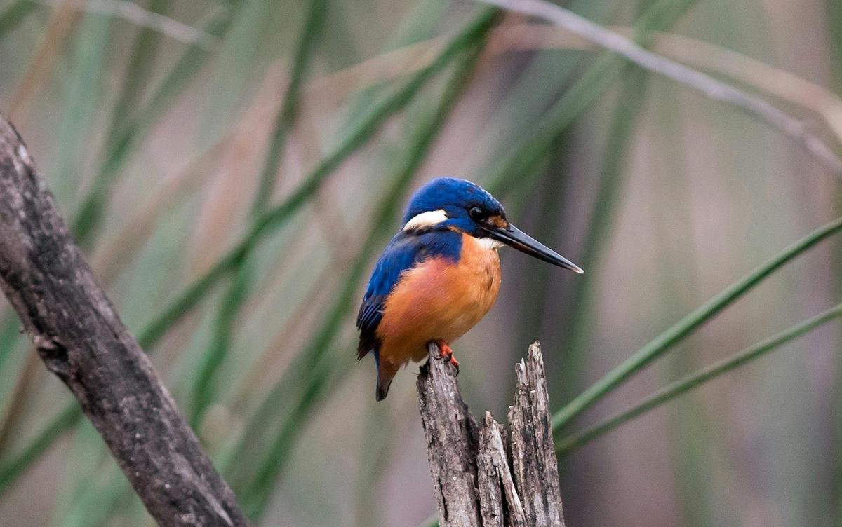 Azure Kingfisher