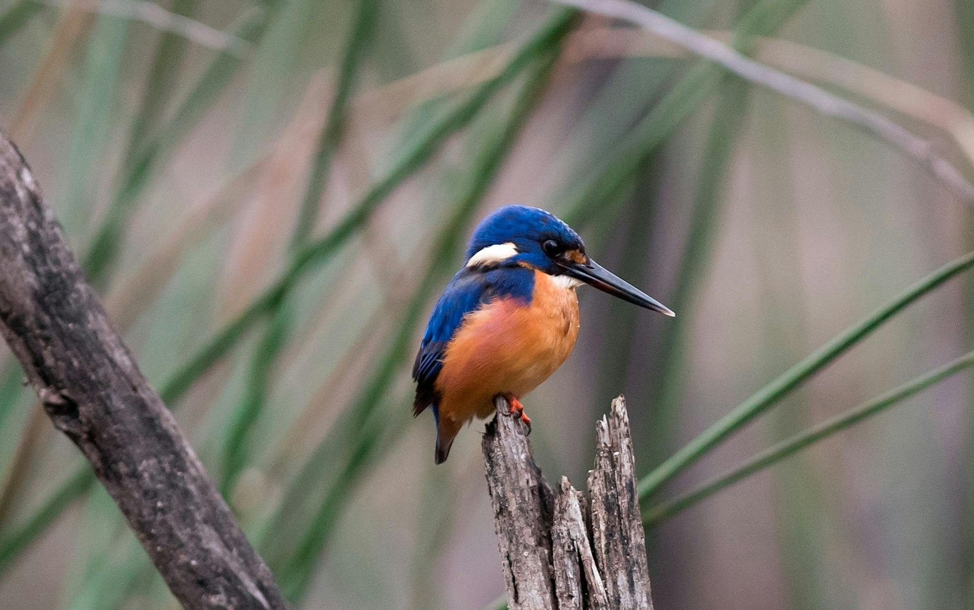 Azure Kingfisher