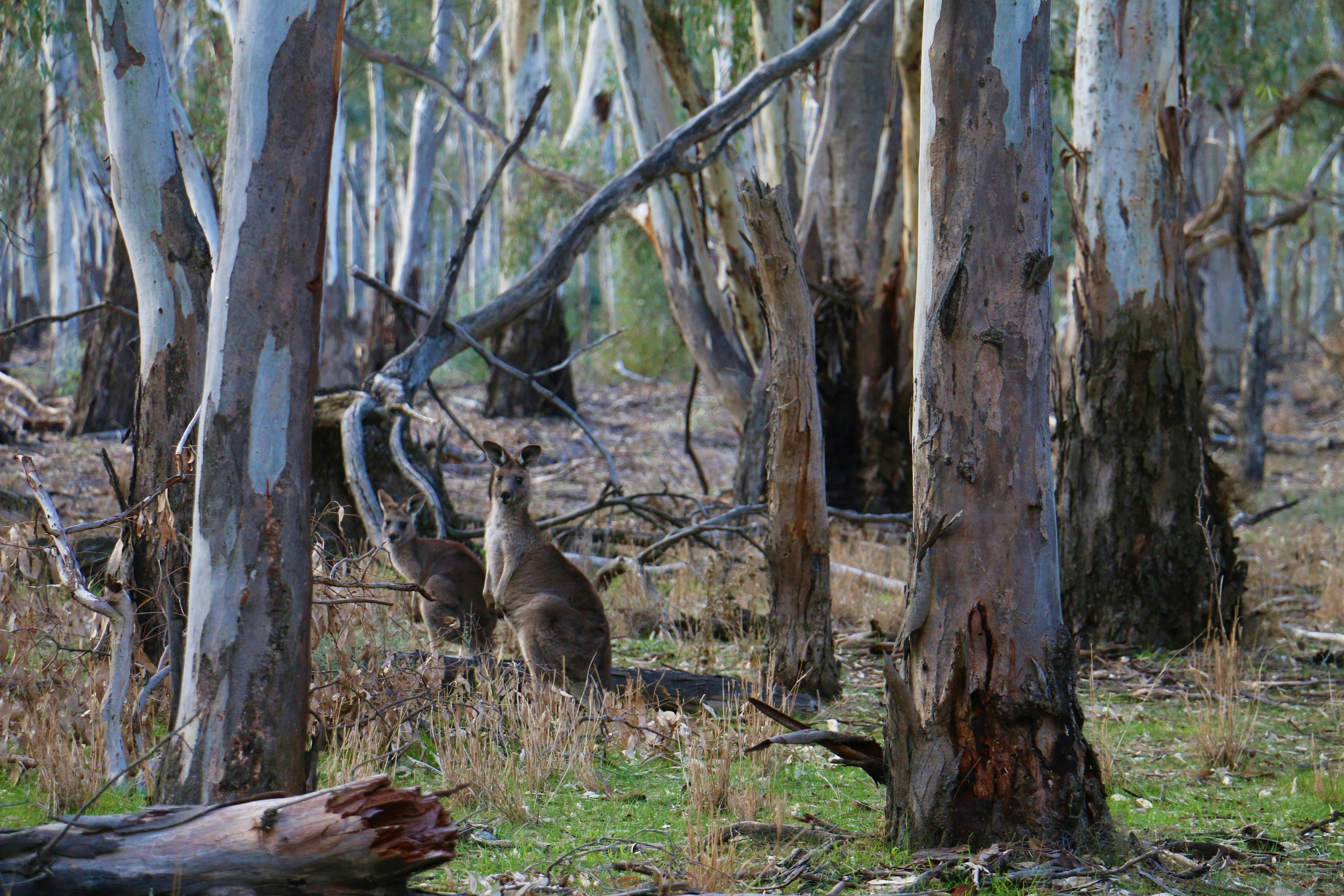 The forest of Gunbower provides the perfect home for many of Australia's most loved flora and fauna