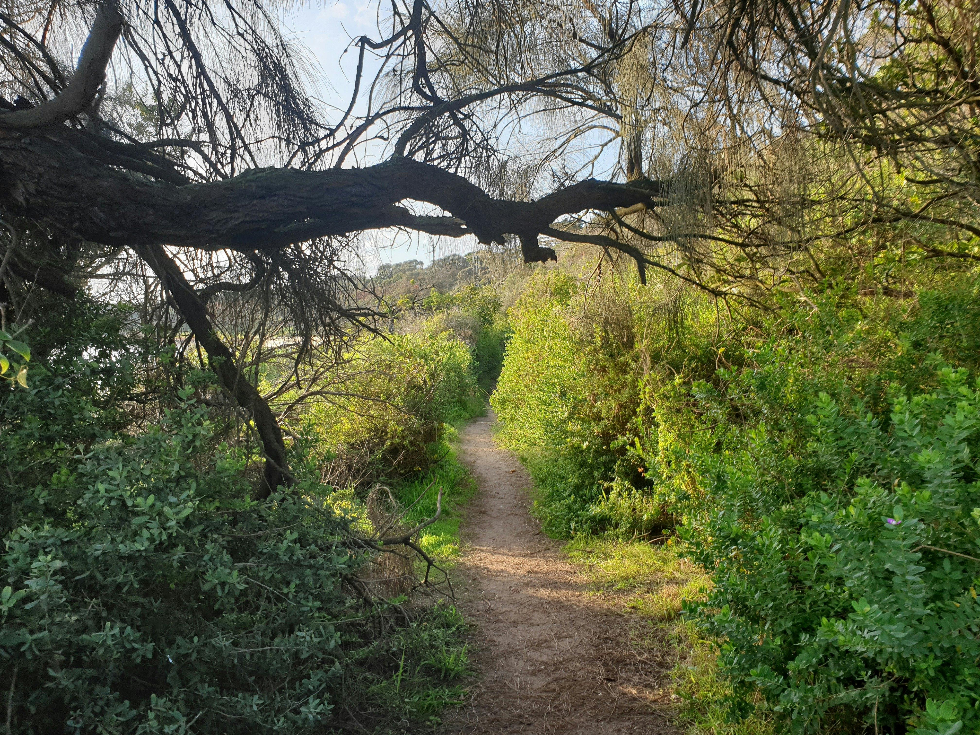 Fosters Beach (dog friendly), Mornington
