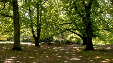Hamilton Botanic Gardens