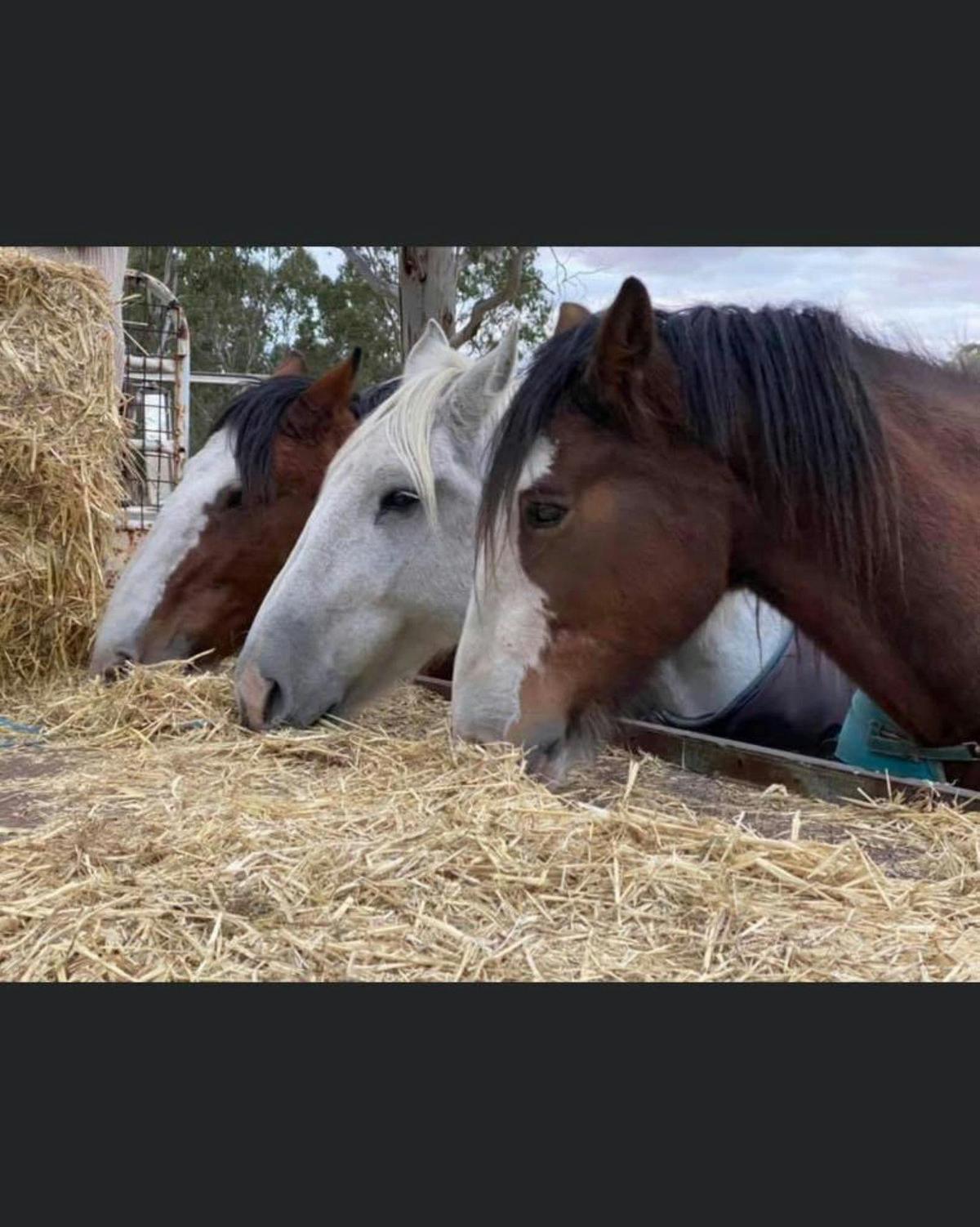 3 horses in a row eating hay