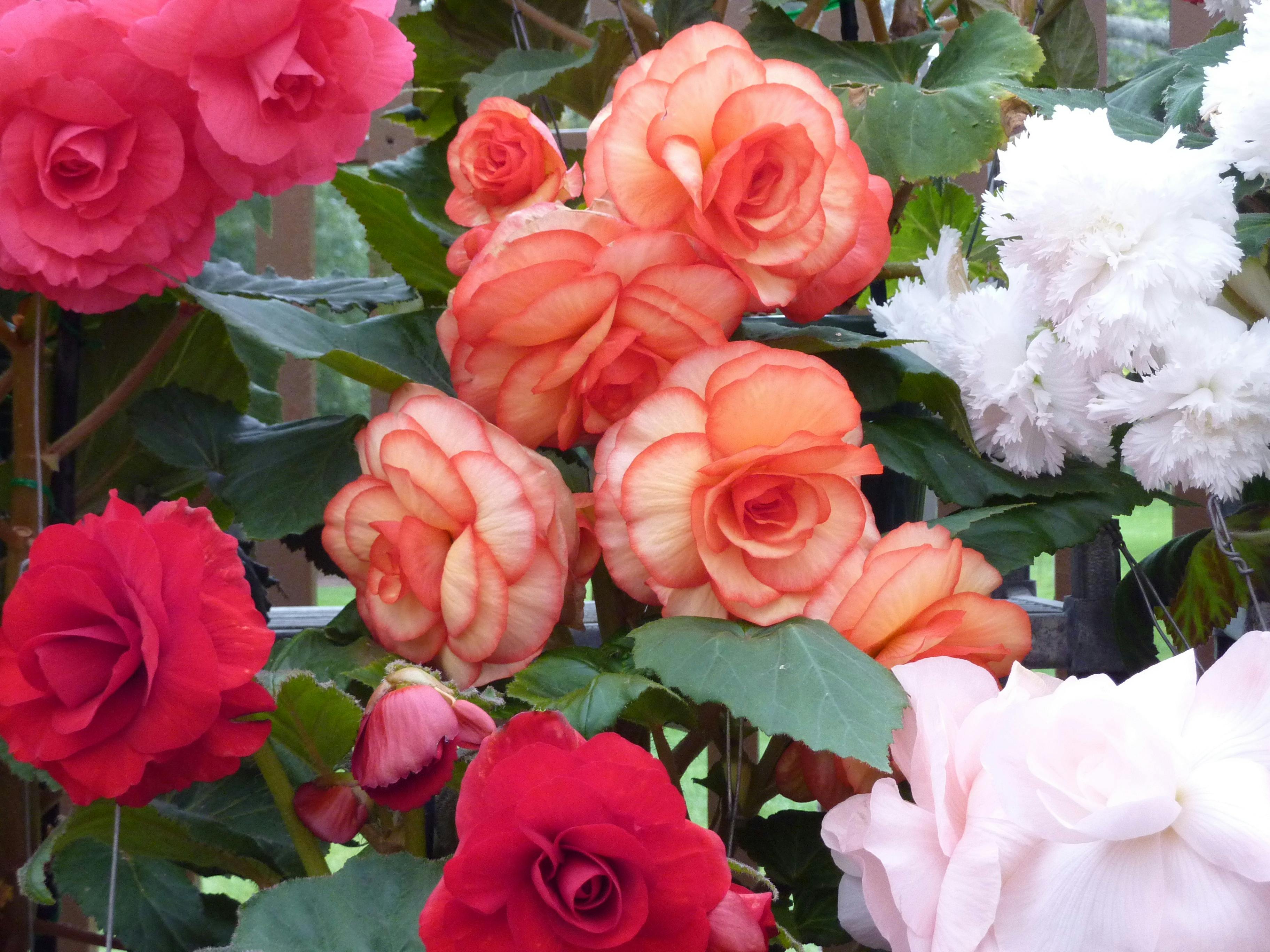 Ballarat Begonia Display