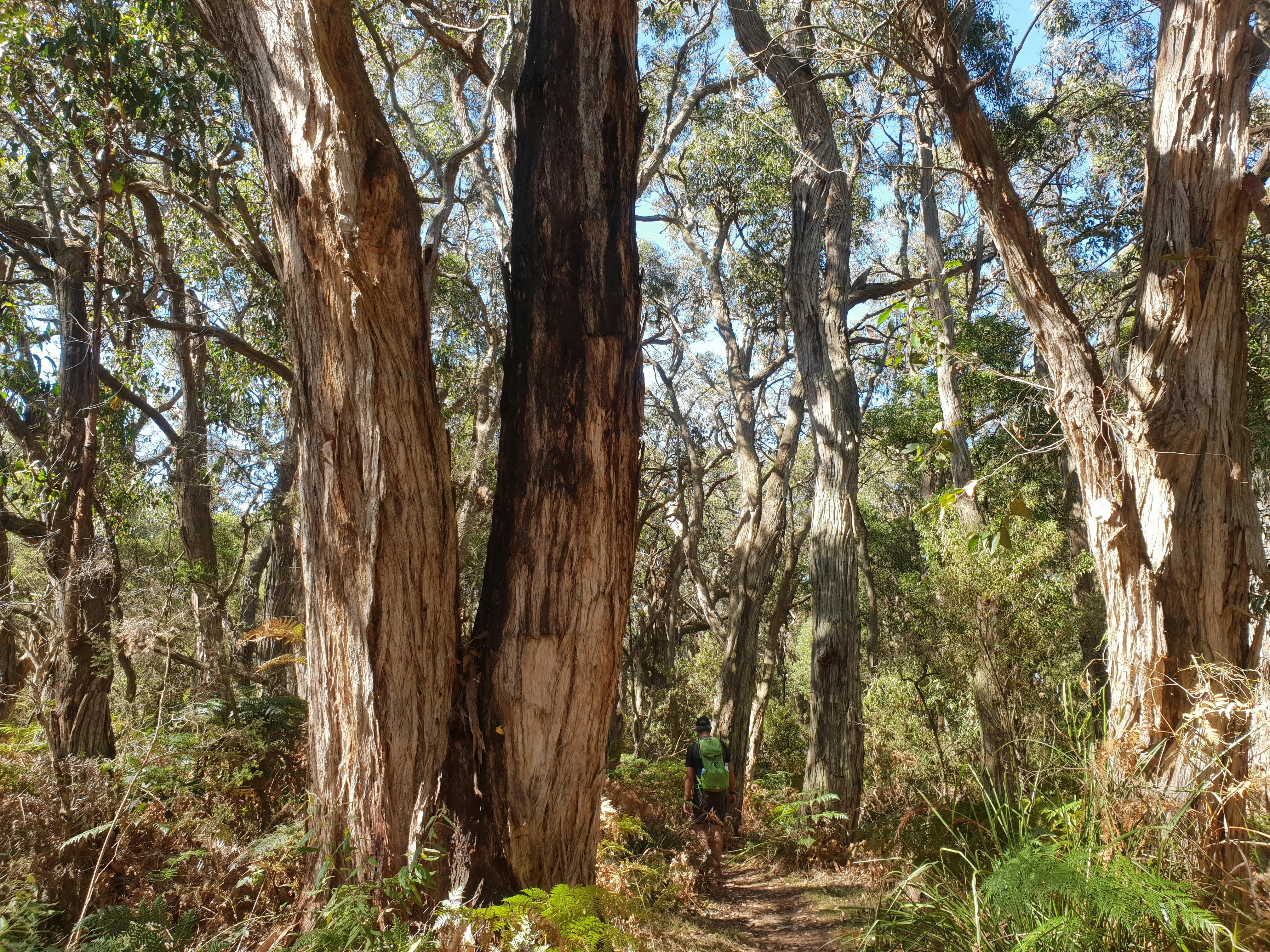 Greens Bush to Lightwood Camp Walk