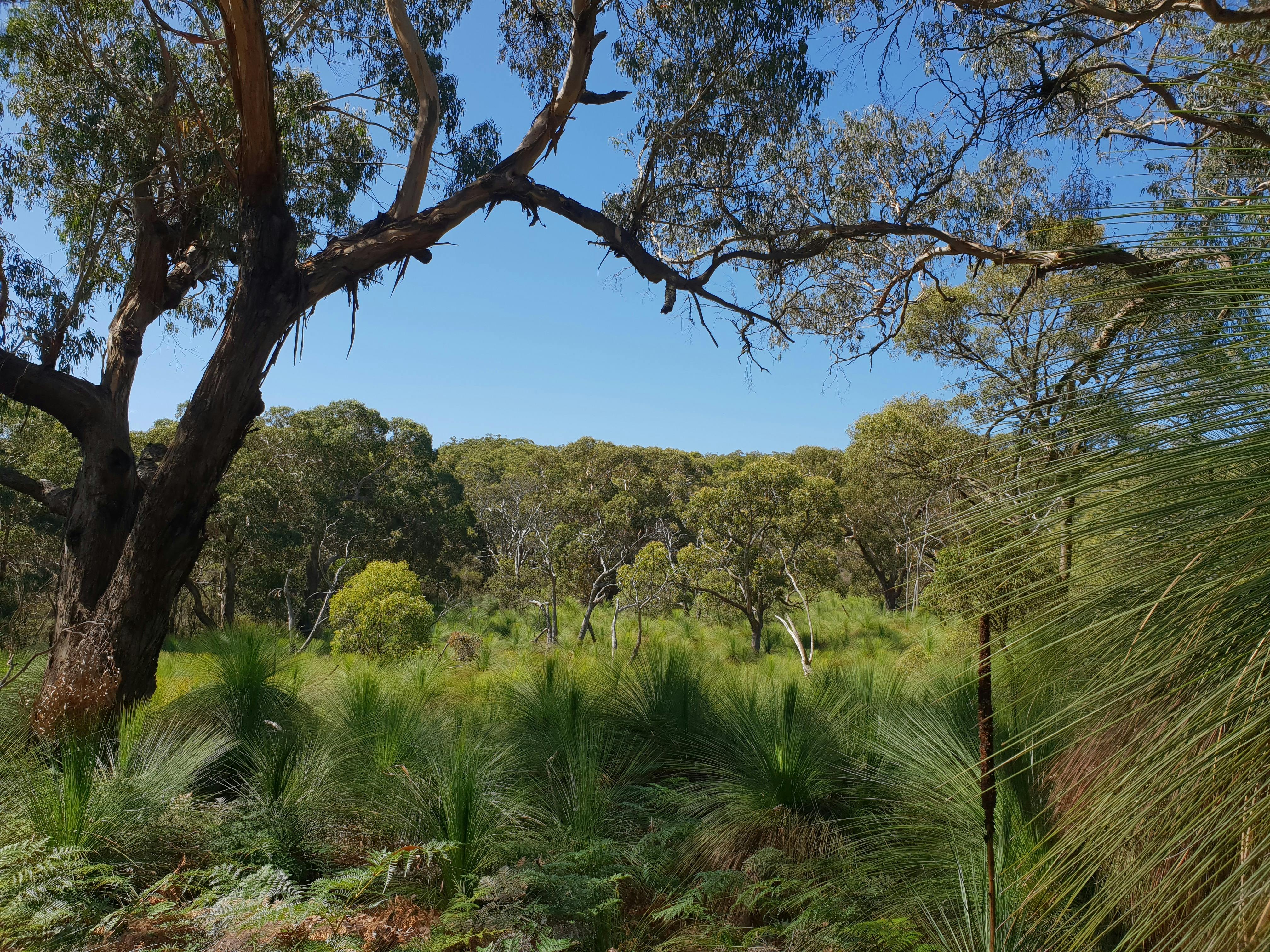 Greens Bush to Lightwood Camp Walk