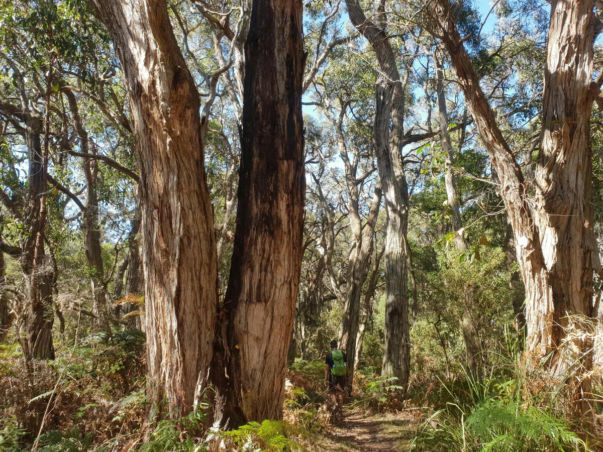 Greens Bush to Lightwood Camp Walk