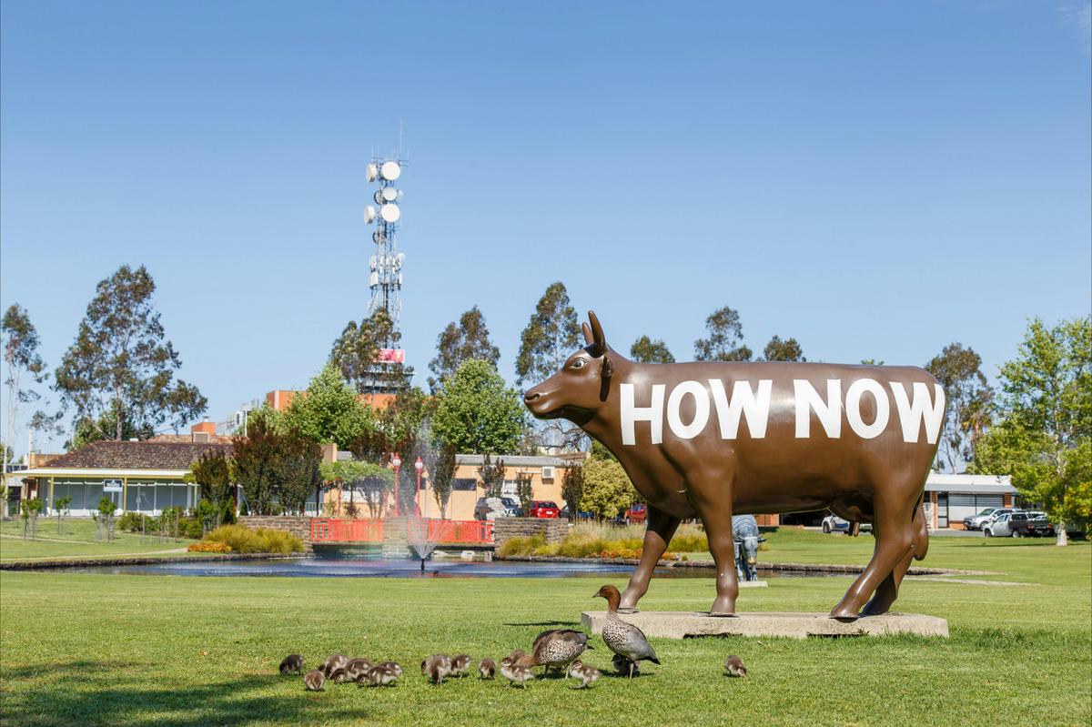HOW NOW Brown Cow