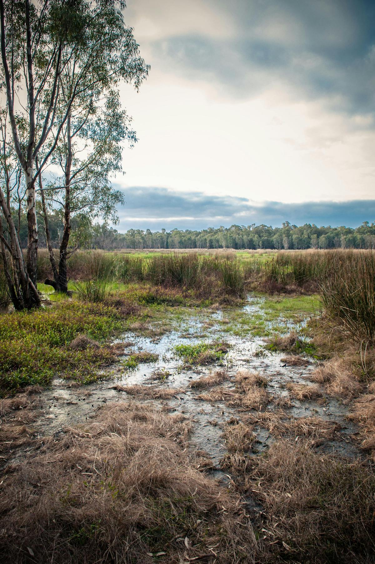 Gemmill Swamp