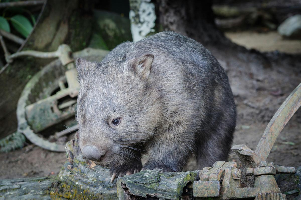 Southern Hairy Nosed Wombat at Moonlit Sanctuary
