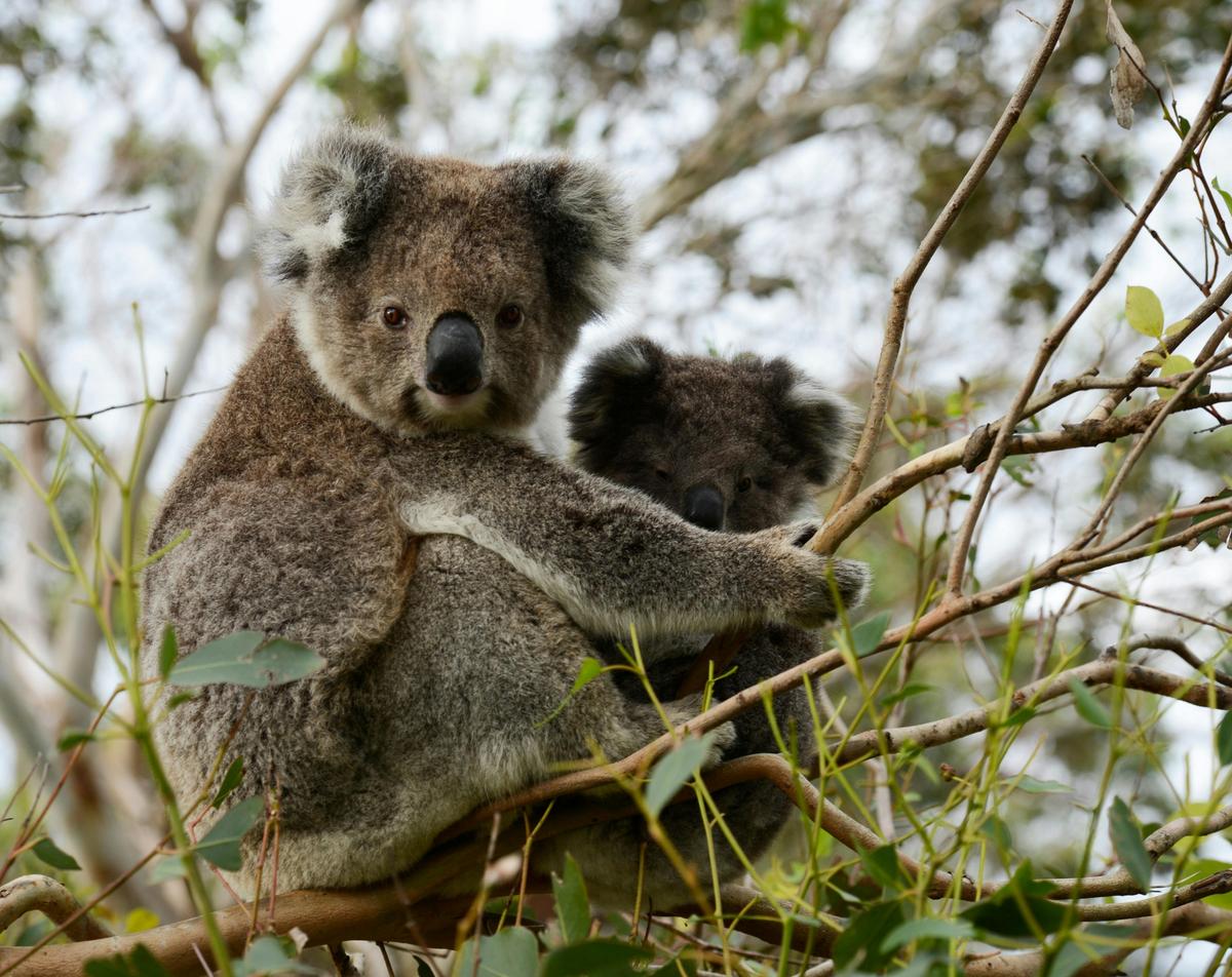 Koalas in the wild