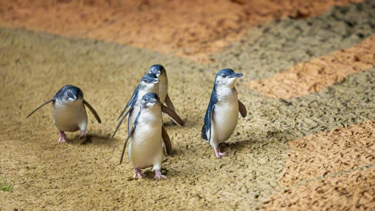 Penguins