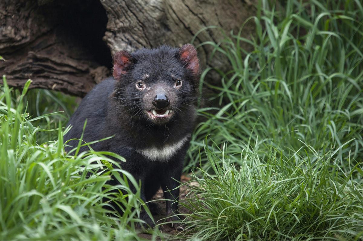 Tasmanian Devil at Moonlit Sanctaury