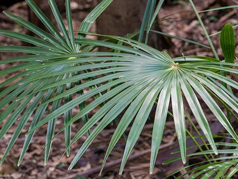 Gur-um-bee picnic area