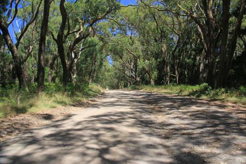 Green's Bush Short Circuit Walk