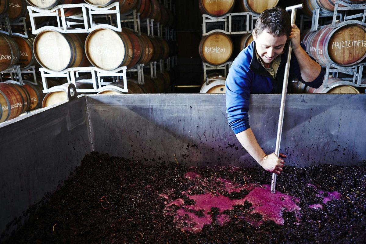 Chief Winemaker Robert Ellis