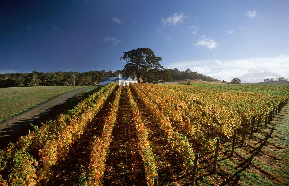 Hanging Rock Winery through the vines