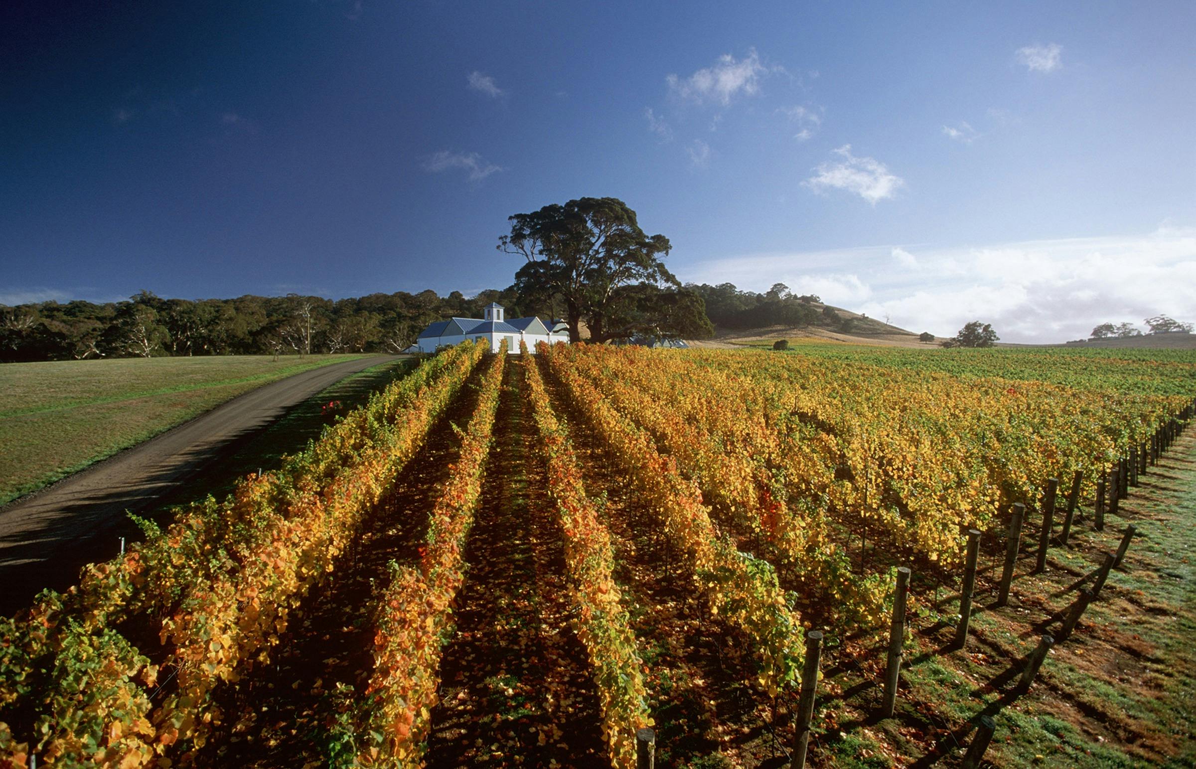 Hanging Rock Winery through the vines