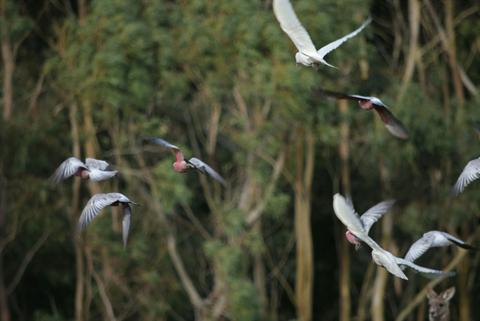 Great Ocean Road Wildlife Park Animal Encounters and Dingo Education