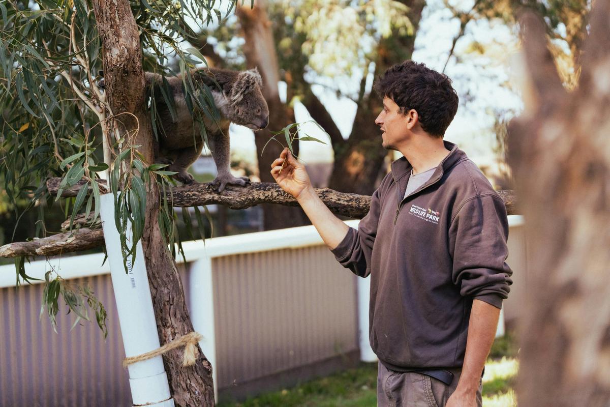 Great Ocean Road Wildlife Park