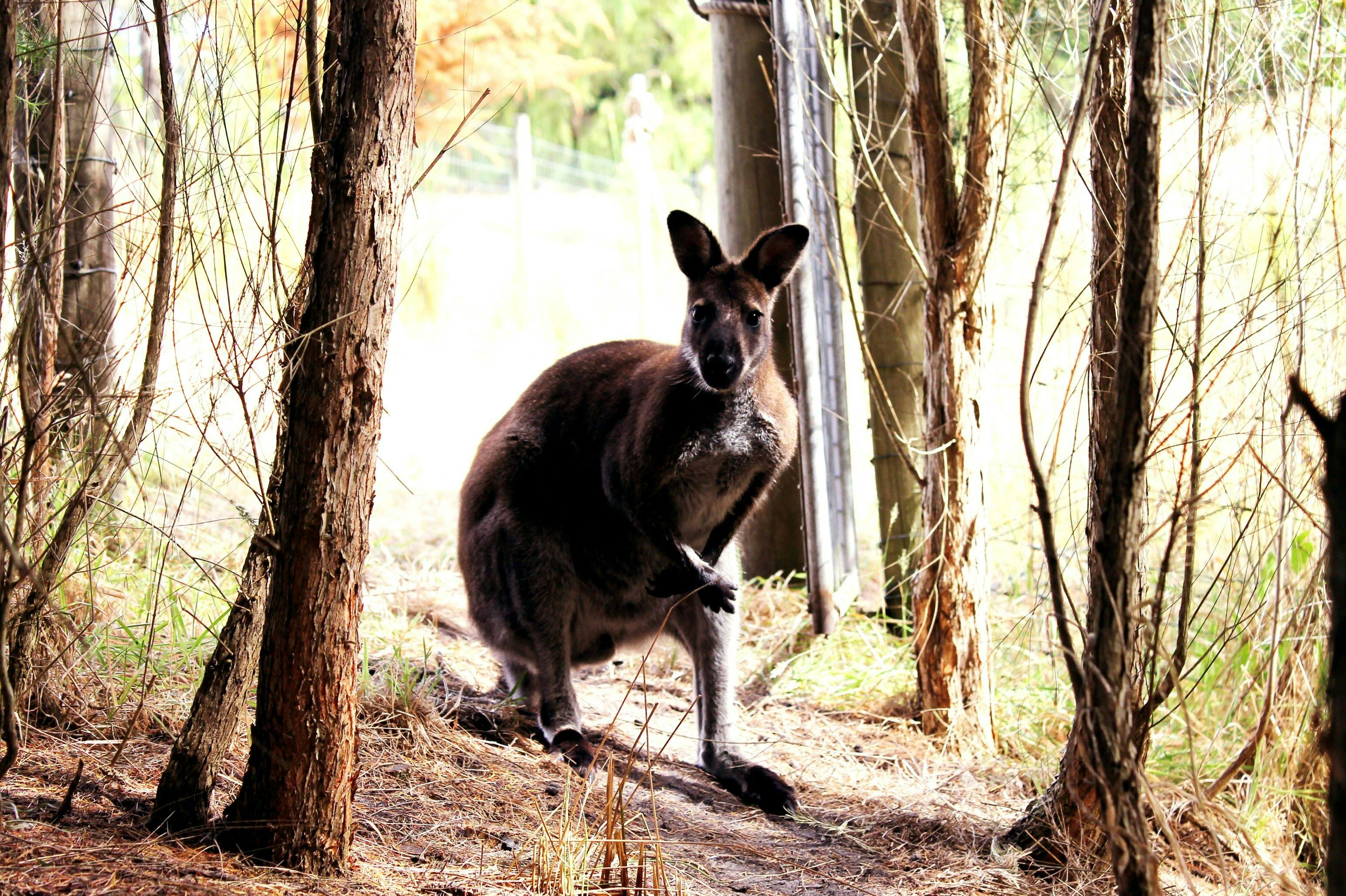 Red-necked Wallaby 