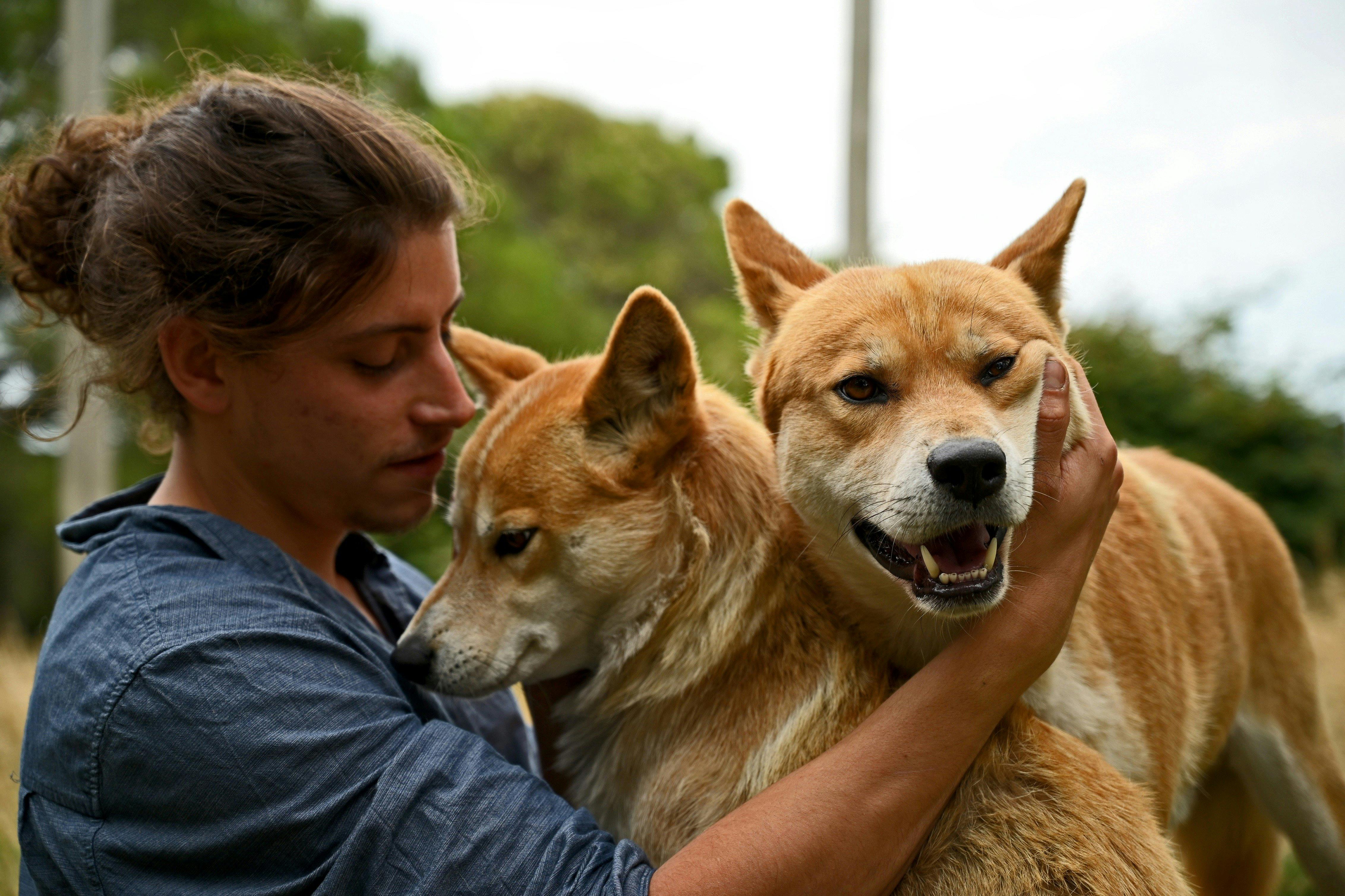 Meet the Dingoes