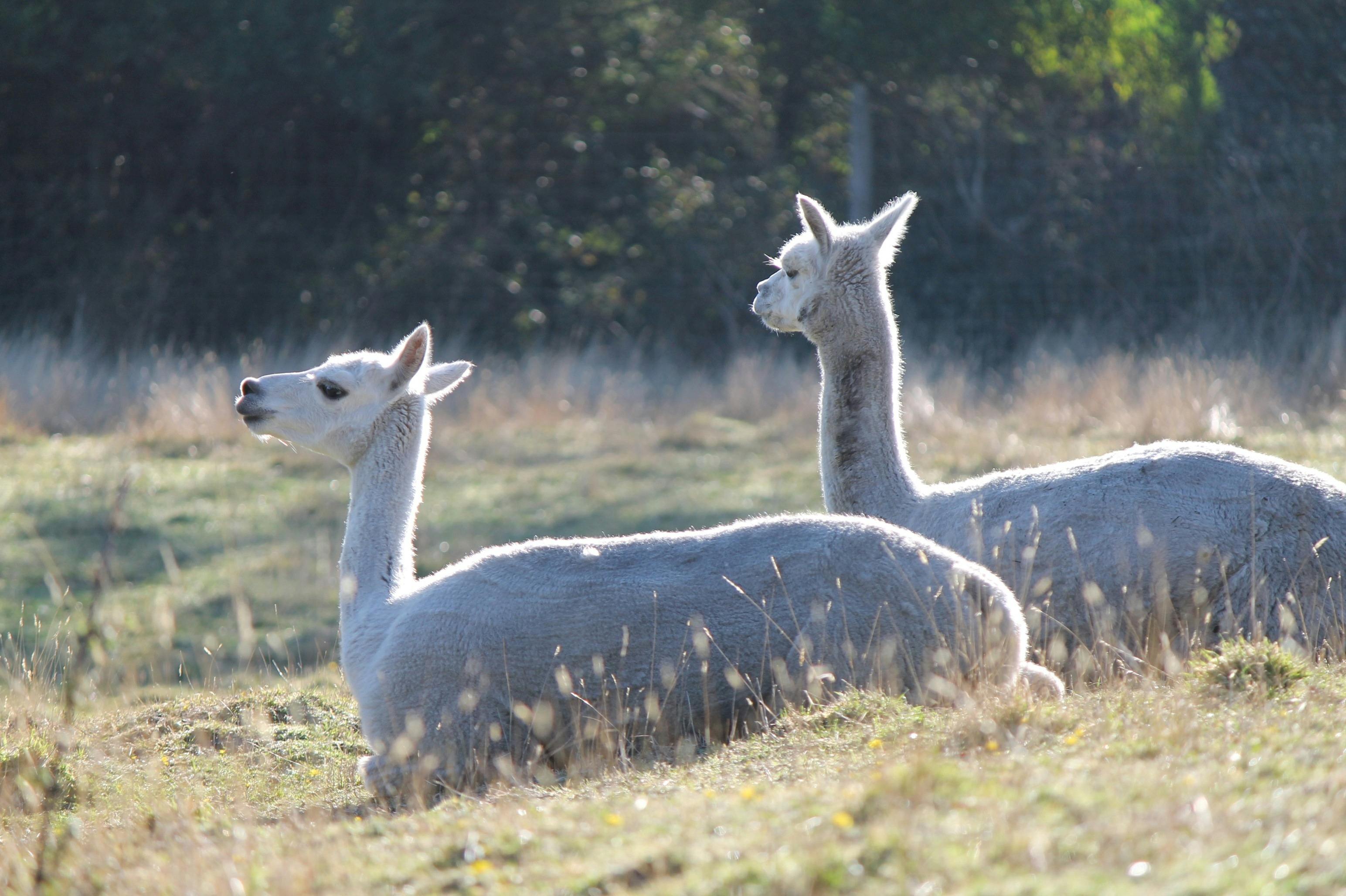Alpacas