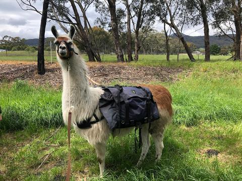 Hanging Rock Llama Treks