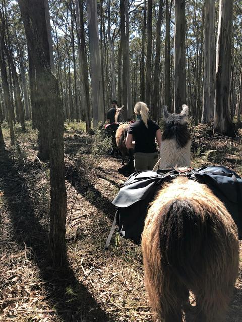 The Wombat Forest