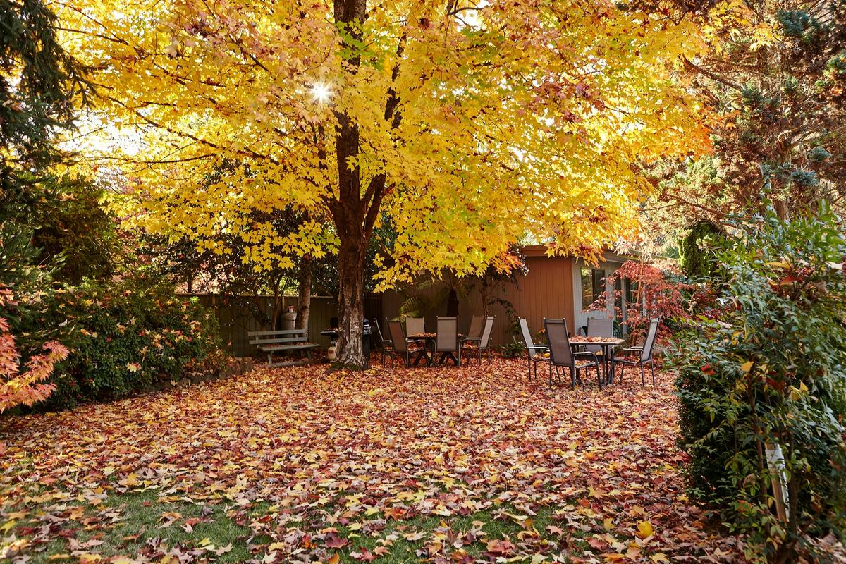 Autumn in Bright. Beautiful large trees