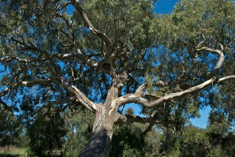 Holey Plains State Park