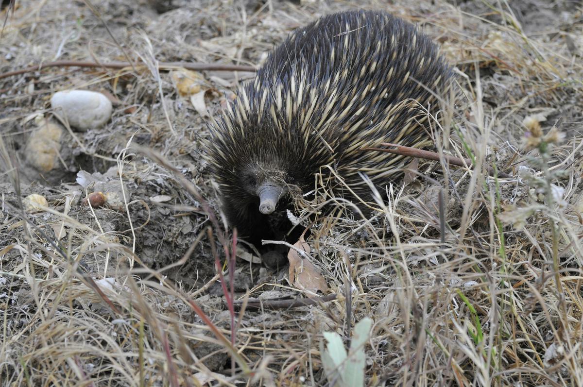 Short Beaked Echidna