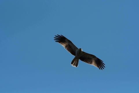 Whistling Kite